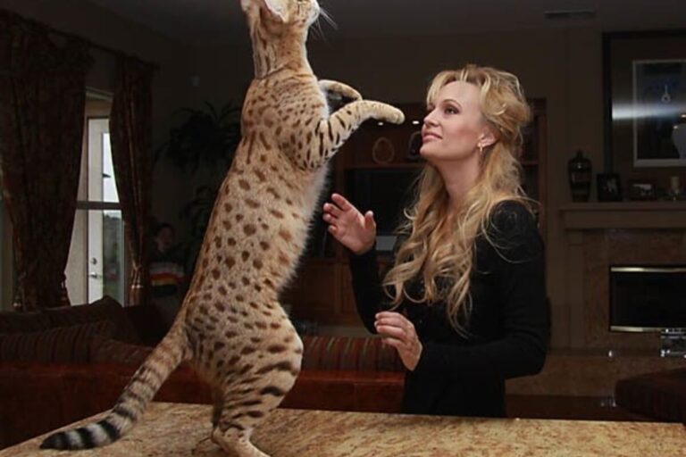 Are Savannah Cats Legal in California?