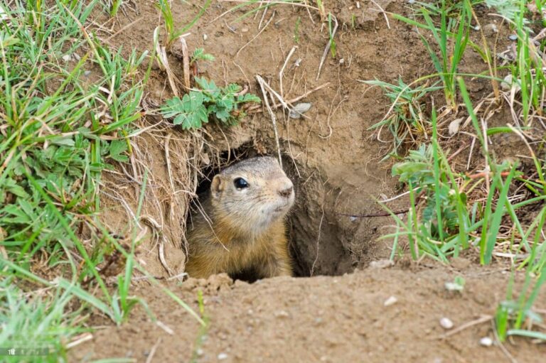 Is It Legal to Kill Gophers in California? The Complete Guide