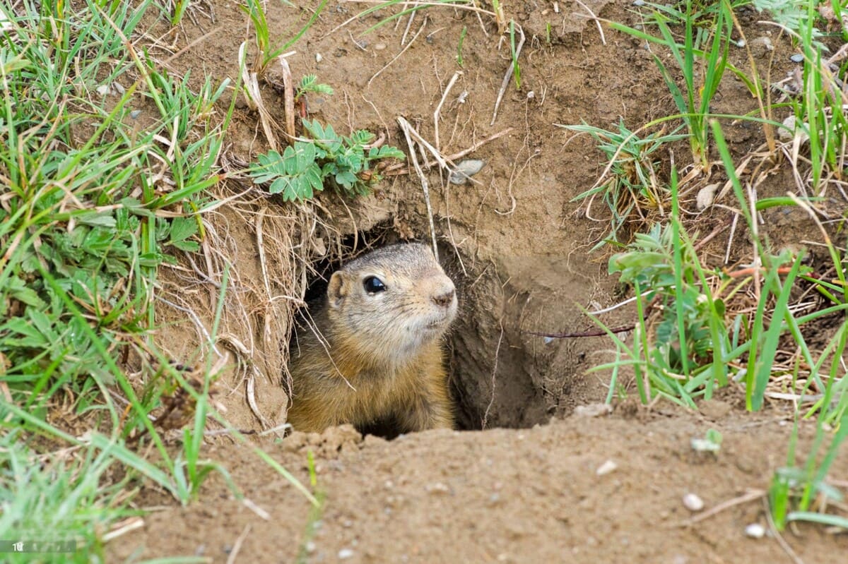is it legal to kill gophers in california