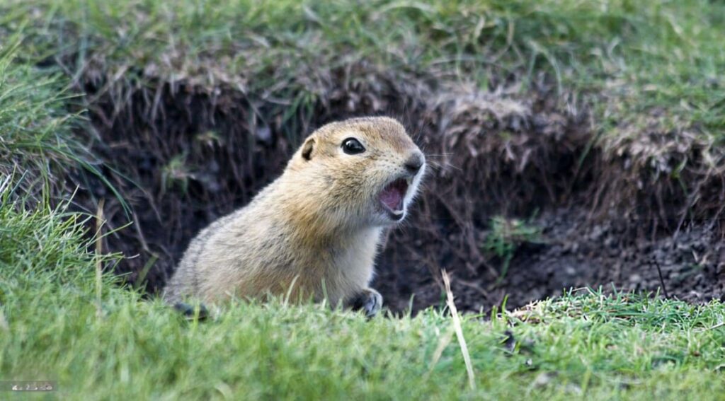 lethal gopher control methods allowed in california